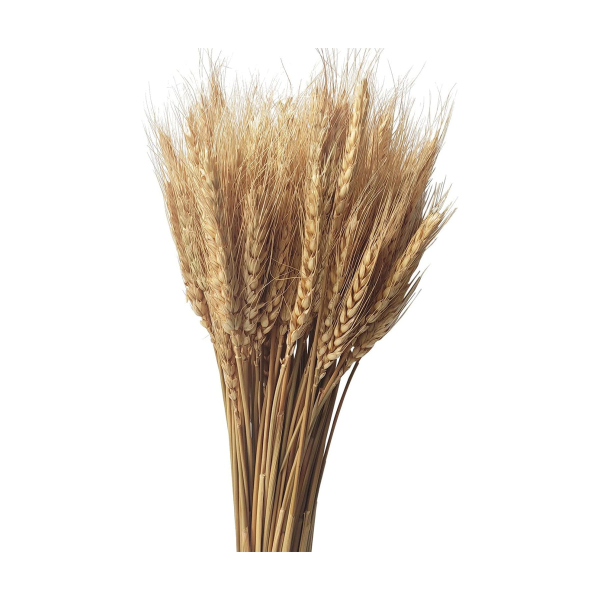 100 Stems Dried Wheat Stalks Natural Wheat Bundle for Home Decor, Crafts