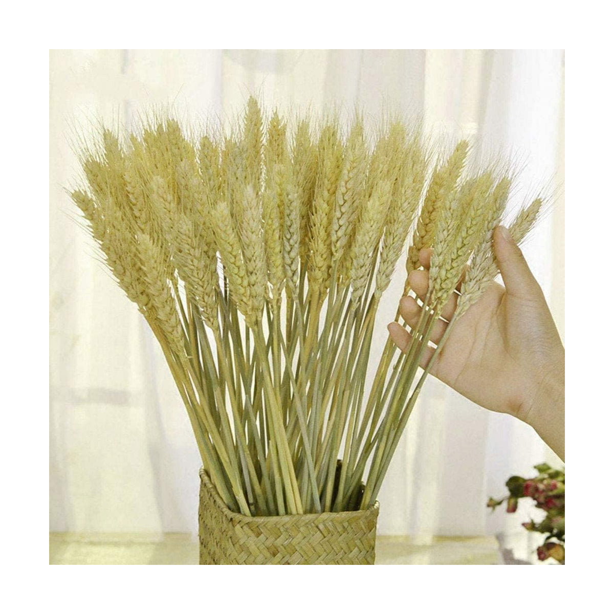 TooGet 200 Stems Dried Wheat Sheaves Stalks Bouquet Bundles, Natural Ear of Wheat Grain Flowers Dry Grass Bunch DIY Arrangements for Home Wedding Store Decorative