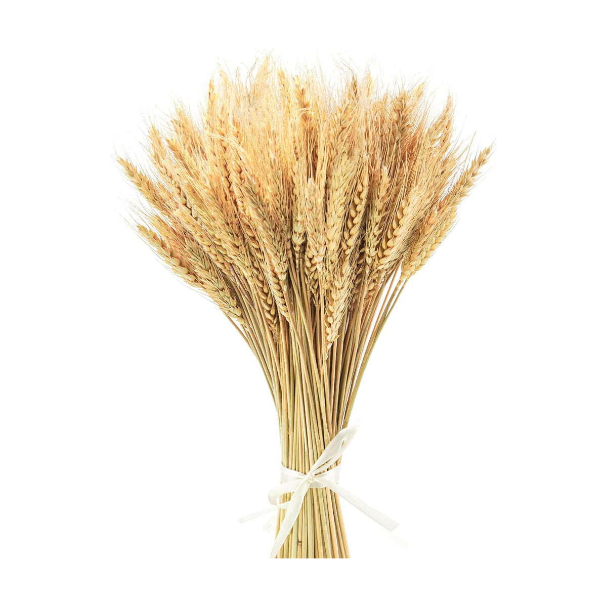 Uieke 17.7 Inches Dried Wheat Stalks, 100 Stems Dried Flowers 100% Natural Wheat for Home Kitchen Wedding Party Table Centerpiece Harvest Wreath Boho Farmhouse DIY Decoration