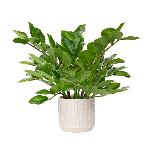 Faux Plants Indoor 17" Artificial ZZ Plants in Ceramic Pot Fake / Faux Plants with Ceramic Pot