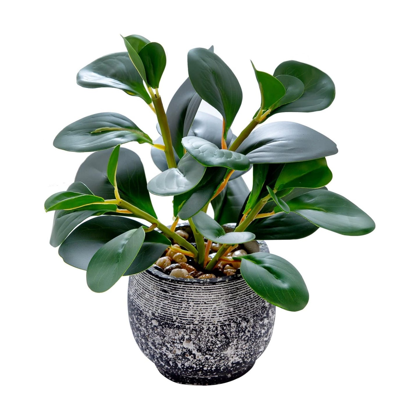 Rustic Cement Planter / Ficus Plant / Black