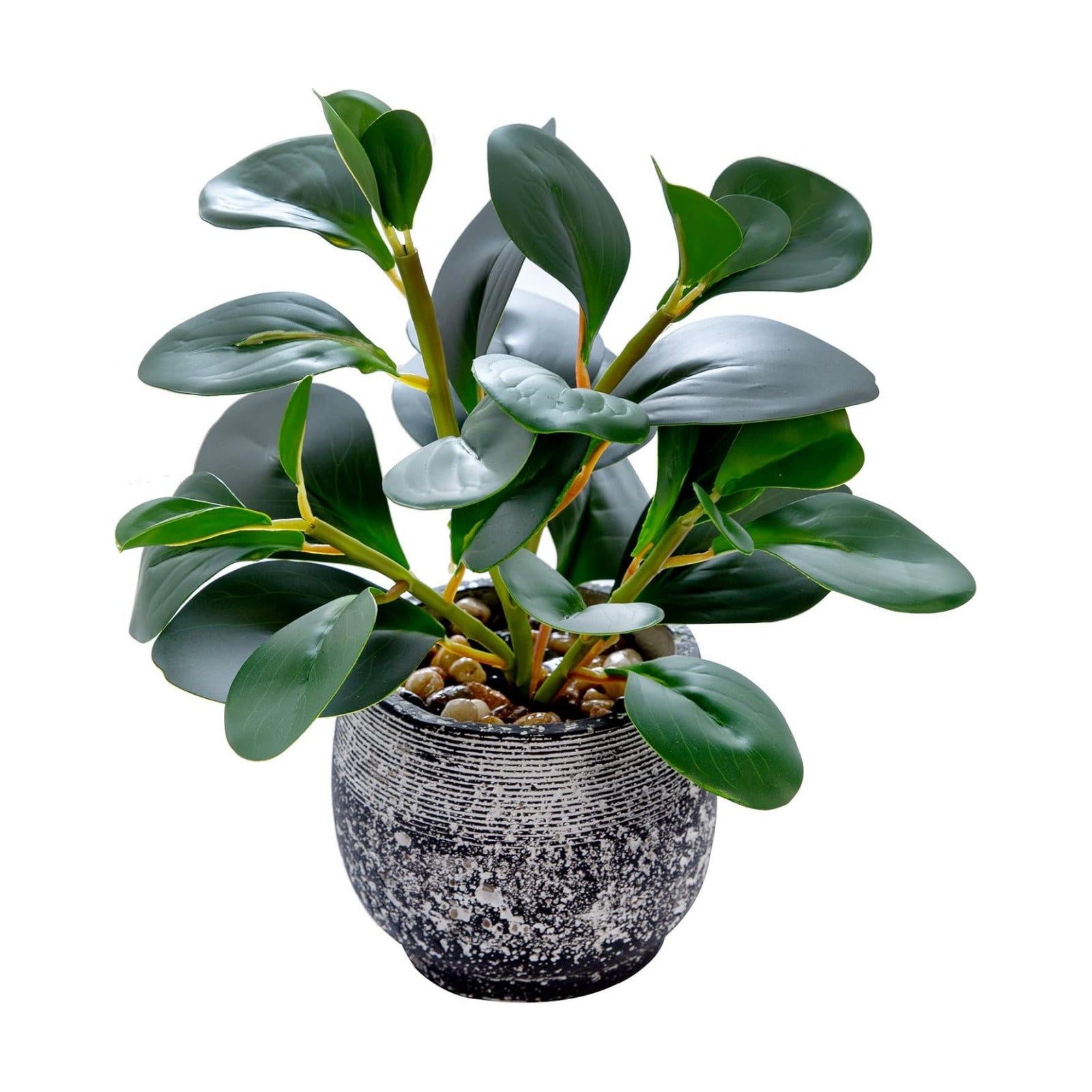 Rustic Cement Planter / Ficus Plant / Black