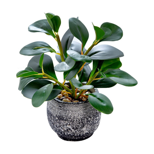 Rustic Cement Planter / Ficus Plant / Black