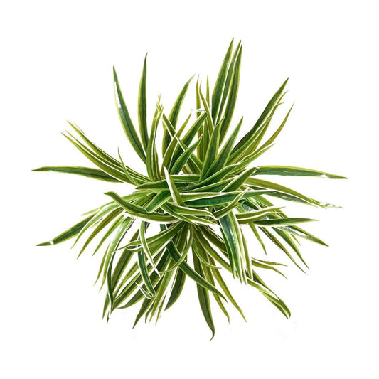 Artificial Spider Leaves Plant Simulation Greenery Grass Faux Chlorophytum Orchid Bush / Set of 3
