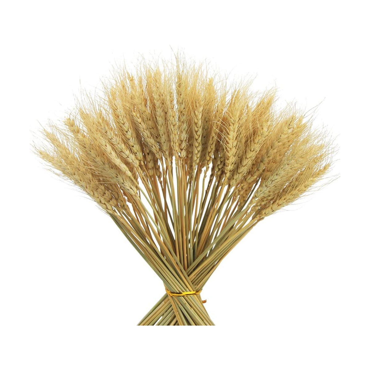 100 Stems Dried Wheat Stalks for Decor Artificial Dried Wheat Sheaves Faux Wheat Stems Natural Wheat Stalks Bundle for Wedding Party Table Centerpiece Harvest Wreath Boho Farmhouse DIY