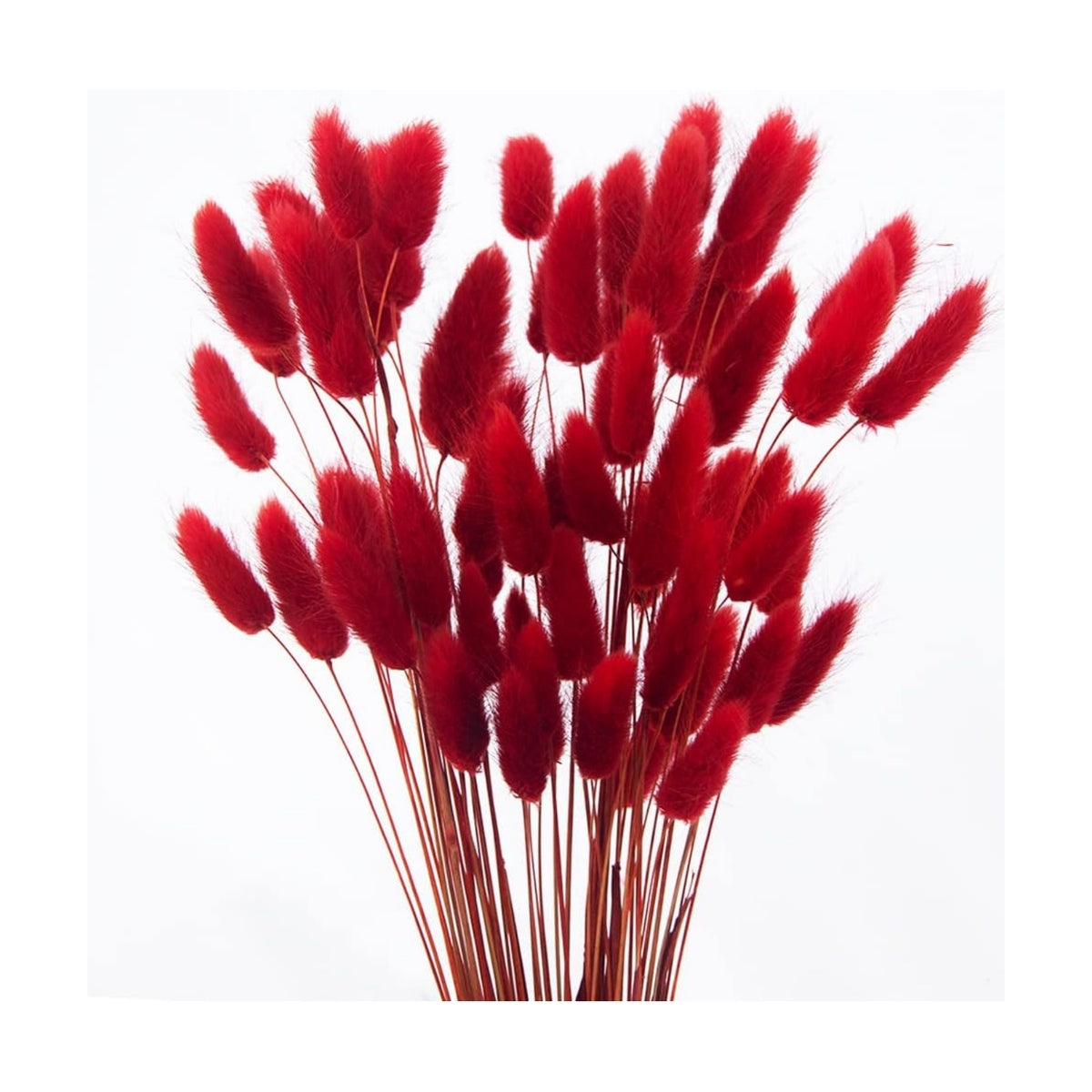 60pcs Dried Bunny Tails Flowers Red Pampas Grass Natural Dried Floral Arrangement Dry Flowers for Christmas Halloween Boho Decor Home Wedding DIY Craft Decoration (16")…