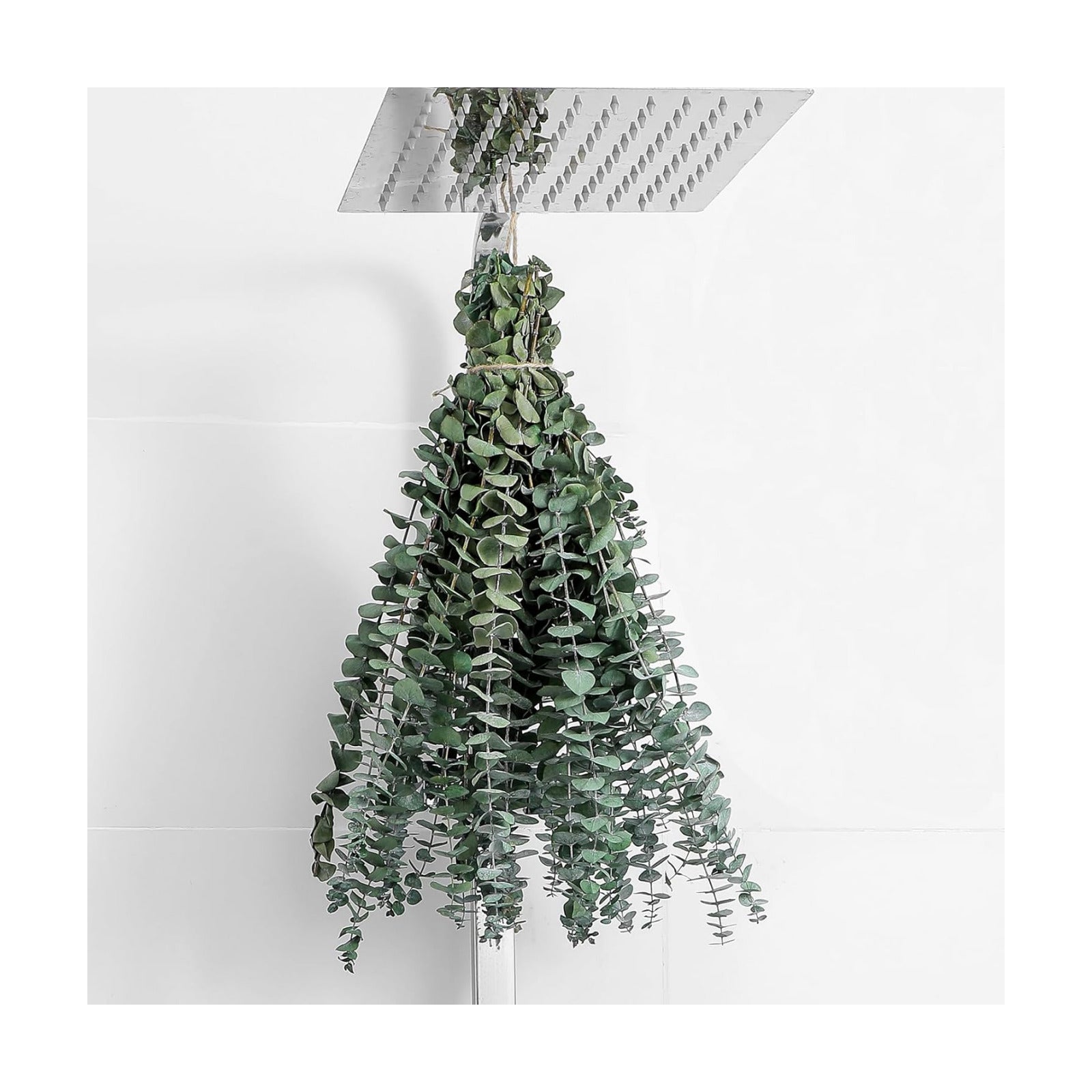 Dried Stems 17" Real for Shower Hanging 100% Made from Fresh Leaves / Eucalyptus / Set of 10