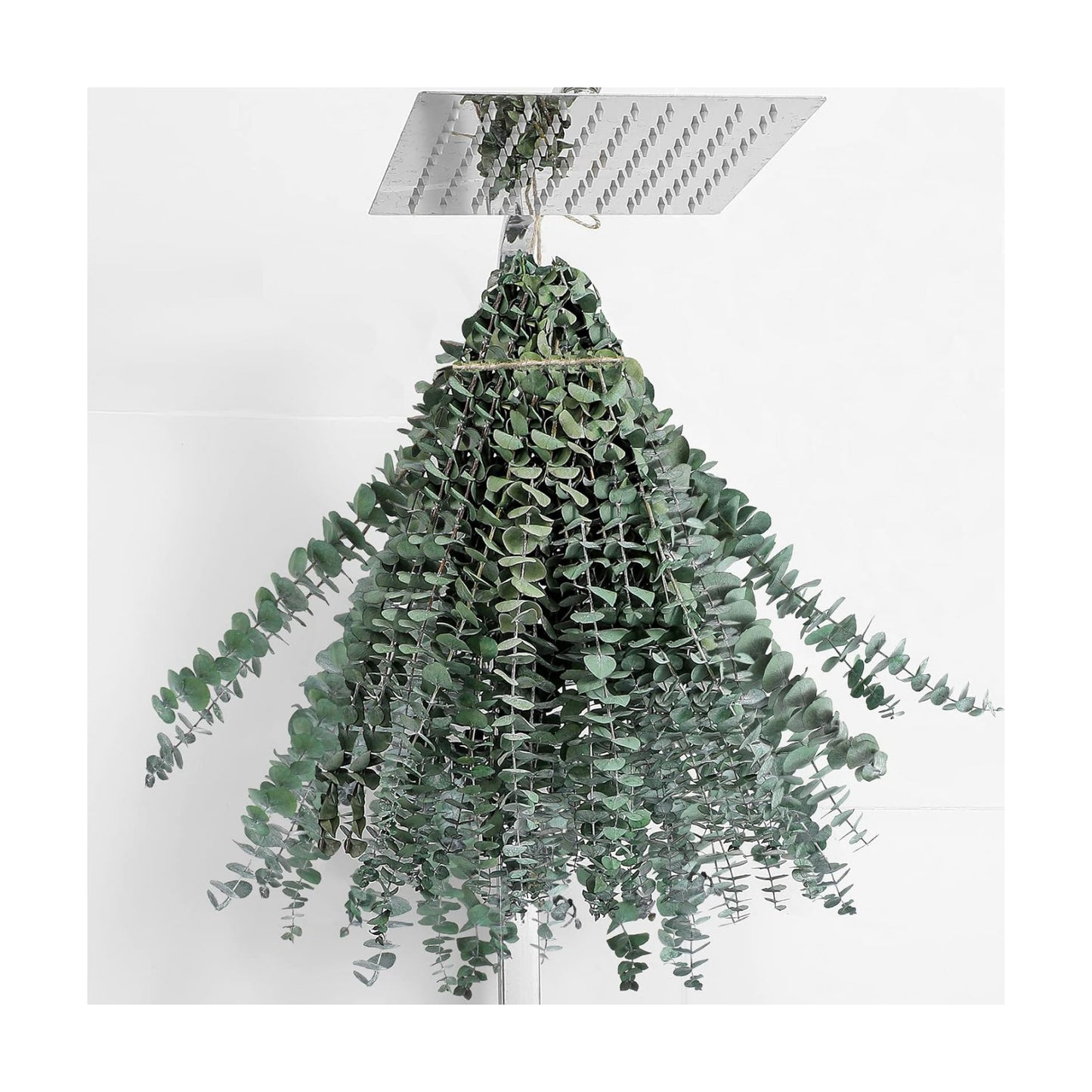20 Pcs Dried Eucalyptus Stems 17" Real Eucalyptus for Shower Hanging