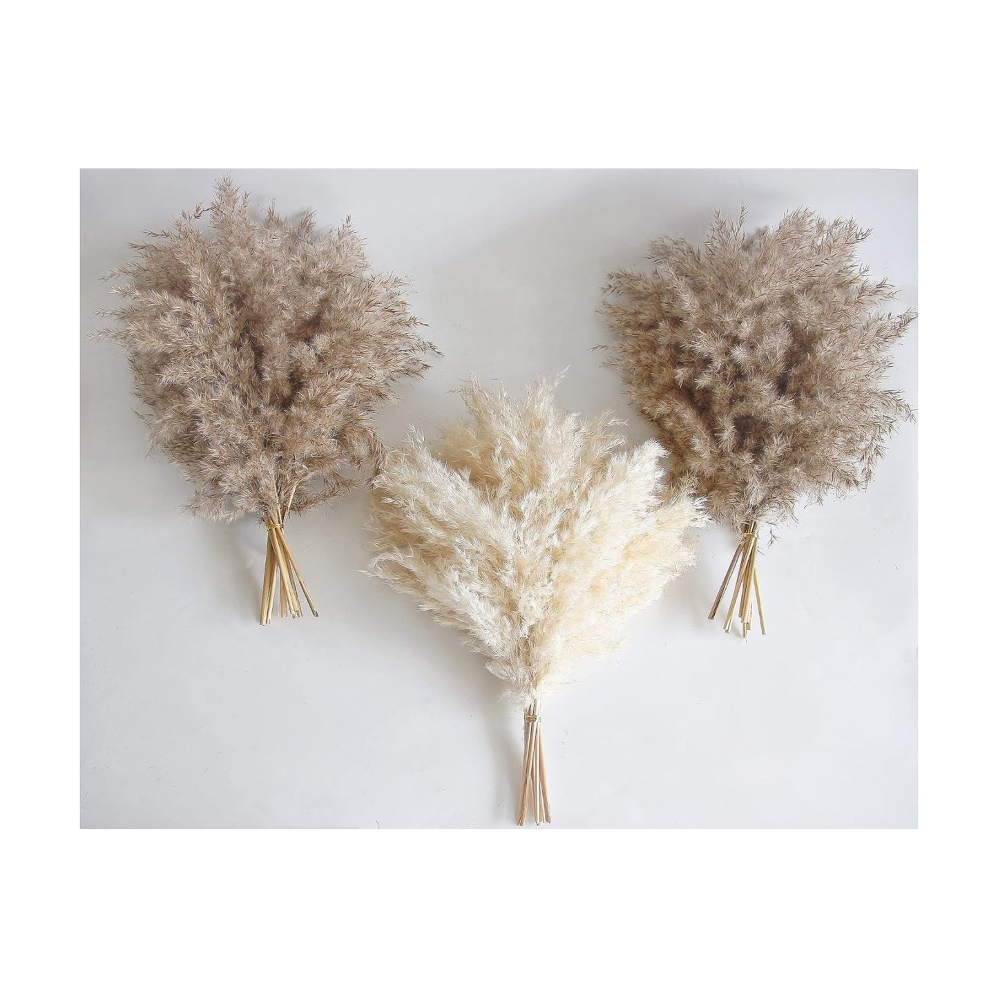 Short Pampass Bulk for Boho Room / Natural / Set of 30