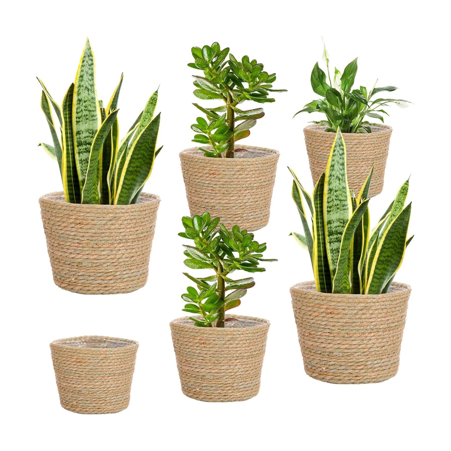 Seagrass Planter Basket Flower Pots Cover Plant Baskets Hand Woven Plant Basket / Classic / Set of 6