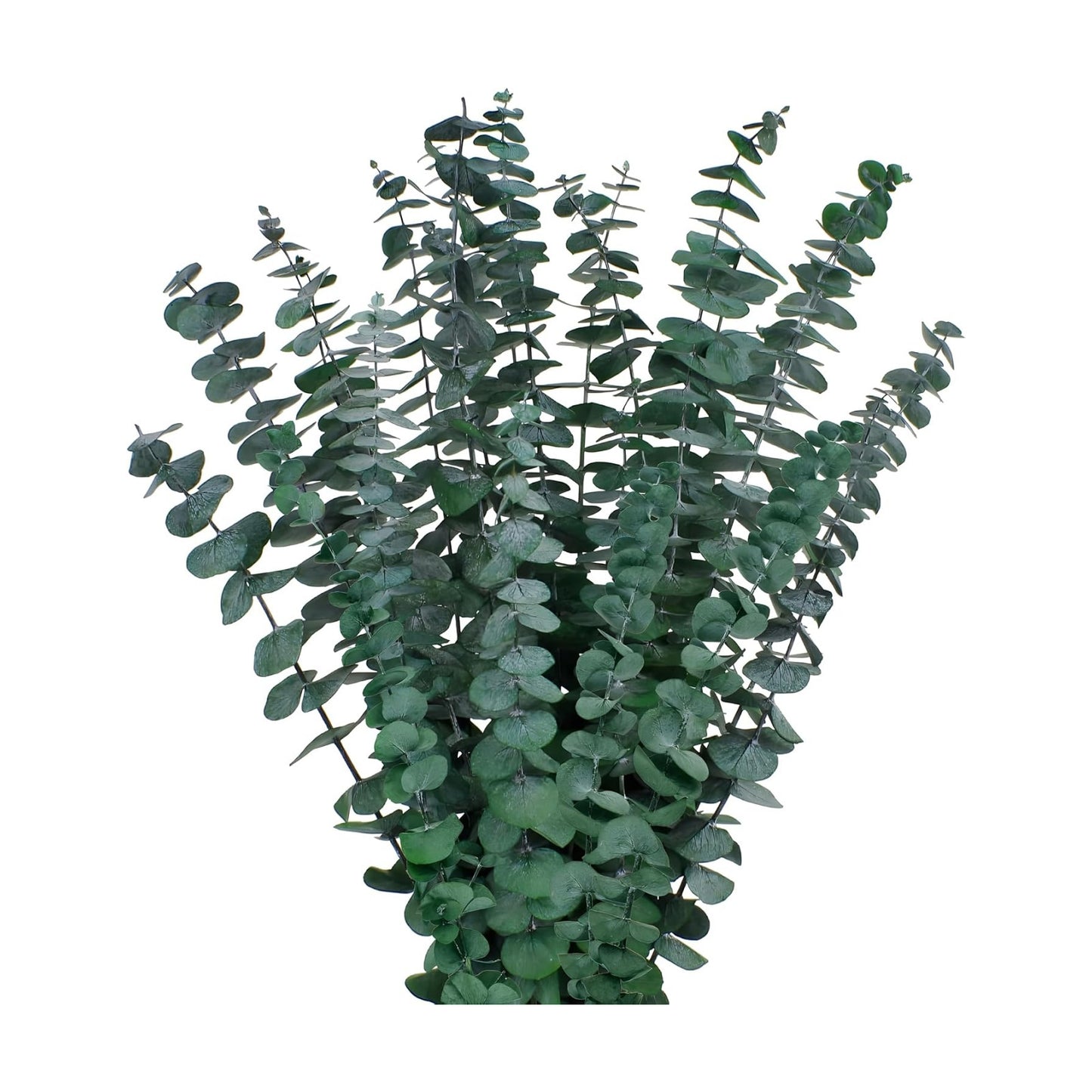 17'' Real Eucalyptus Stems 100% Fresh Leaves Hanging / Dried Eucalyptus Bundle / Natural / Set of 12
