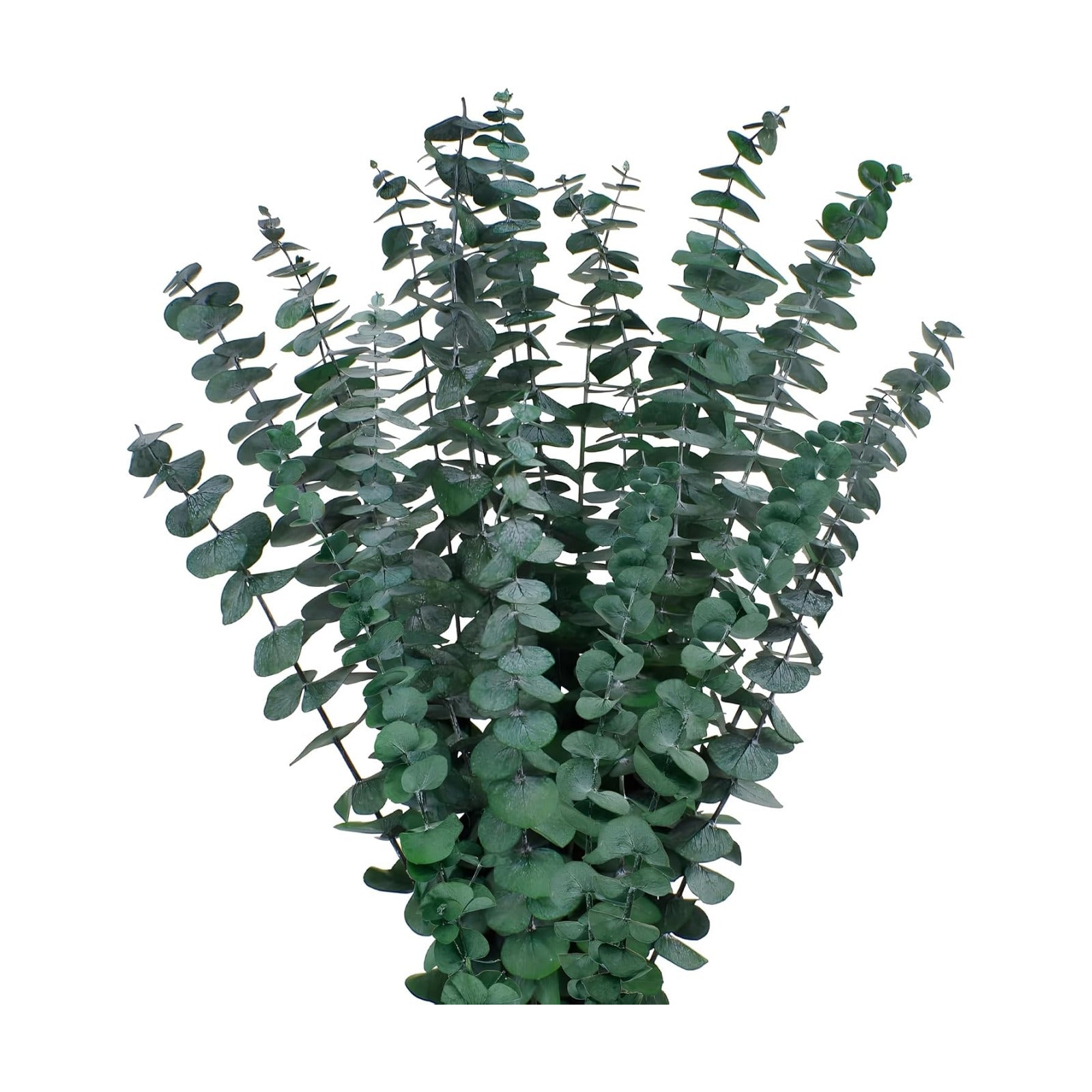 17'' Real Eucalyptus Stems 100% Fresh Leaves Hanging / Dried Eucalyptus Bundle / Natural / Set of 12
