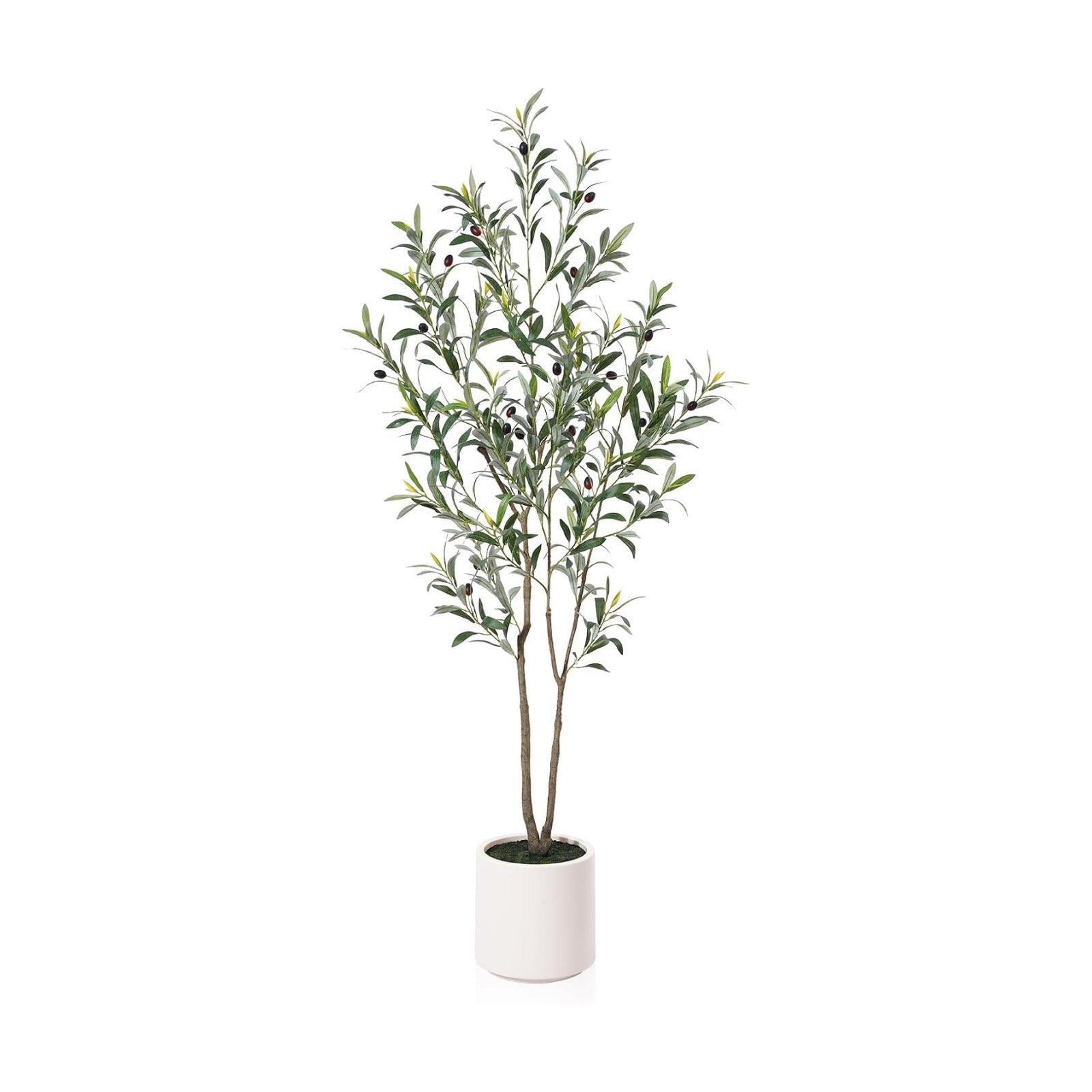 Large Olive Plants / 5ft
