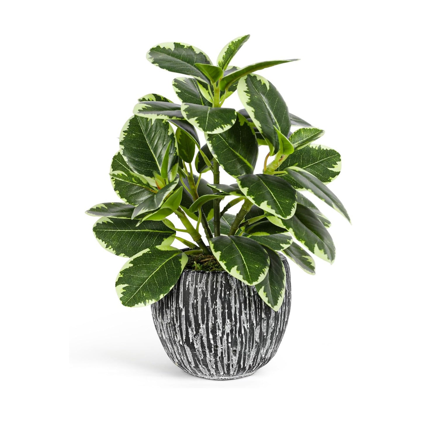 Faux Variegated Oak Leaf Plant / Green#02