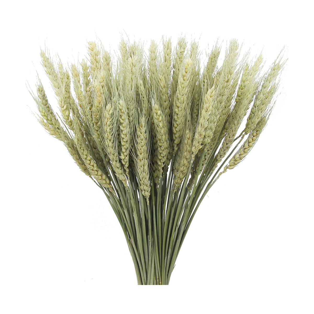 100 Pcs Dried Wheat Stalks Bundle Natural Dried Wheat Sheaves Stems Wheat Grass Dried Flowers Arrangement Bouquet for Wedding Party Table Centerpiece Fall Harvest Wreath Boho Decor Farmhouse