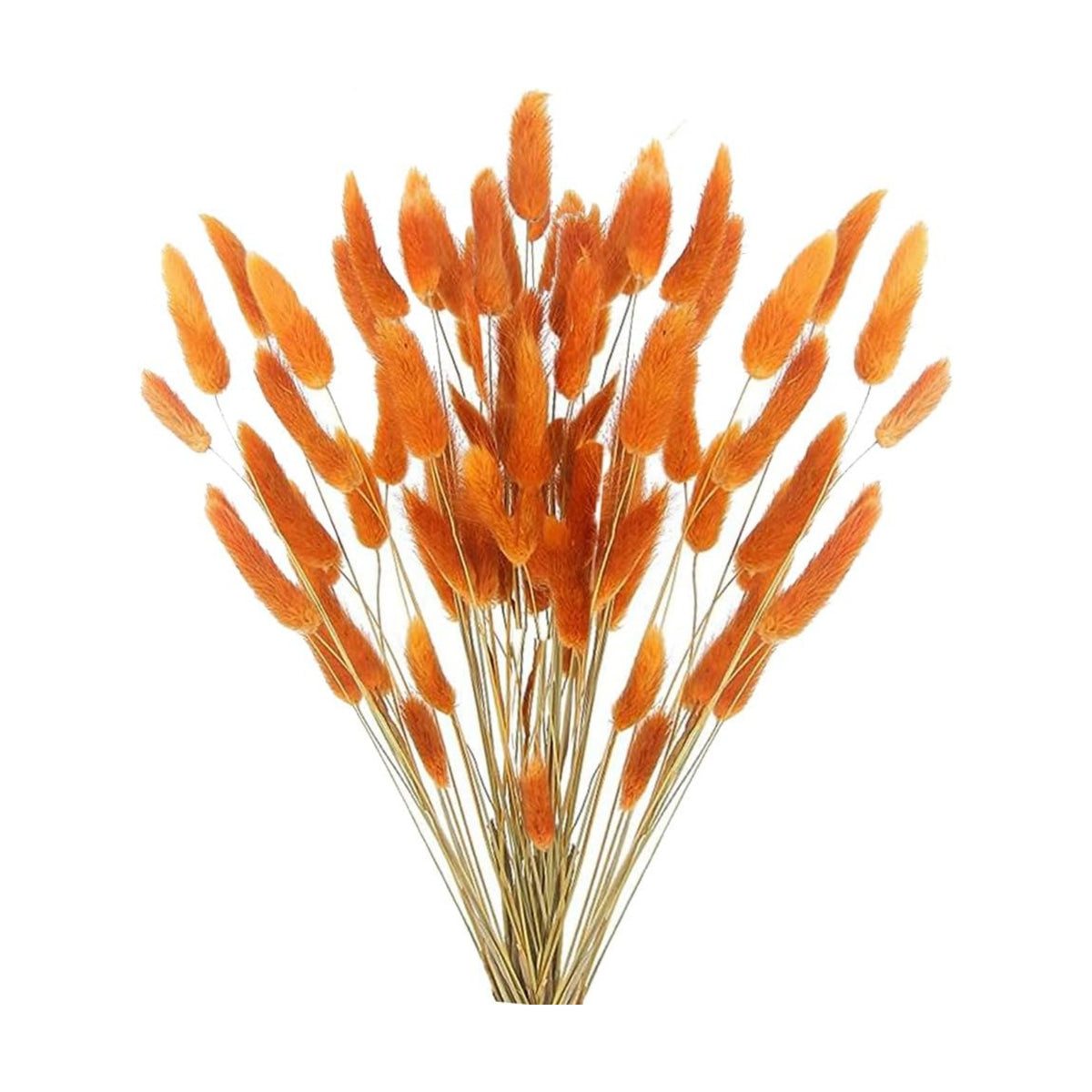 Dried Bunny Tails Flowers Lagurus Ovatus Orange Pampas Grass Natural Dried Floral Arrangement Dry Flowers for Halloween Christmas Boho Decor Home Wedding DIY Craft Decoration