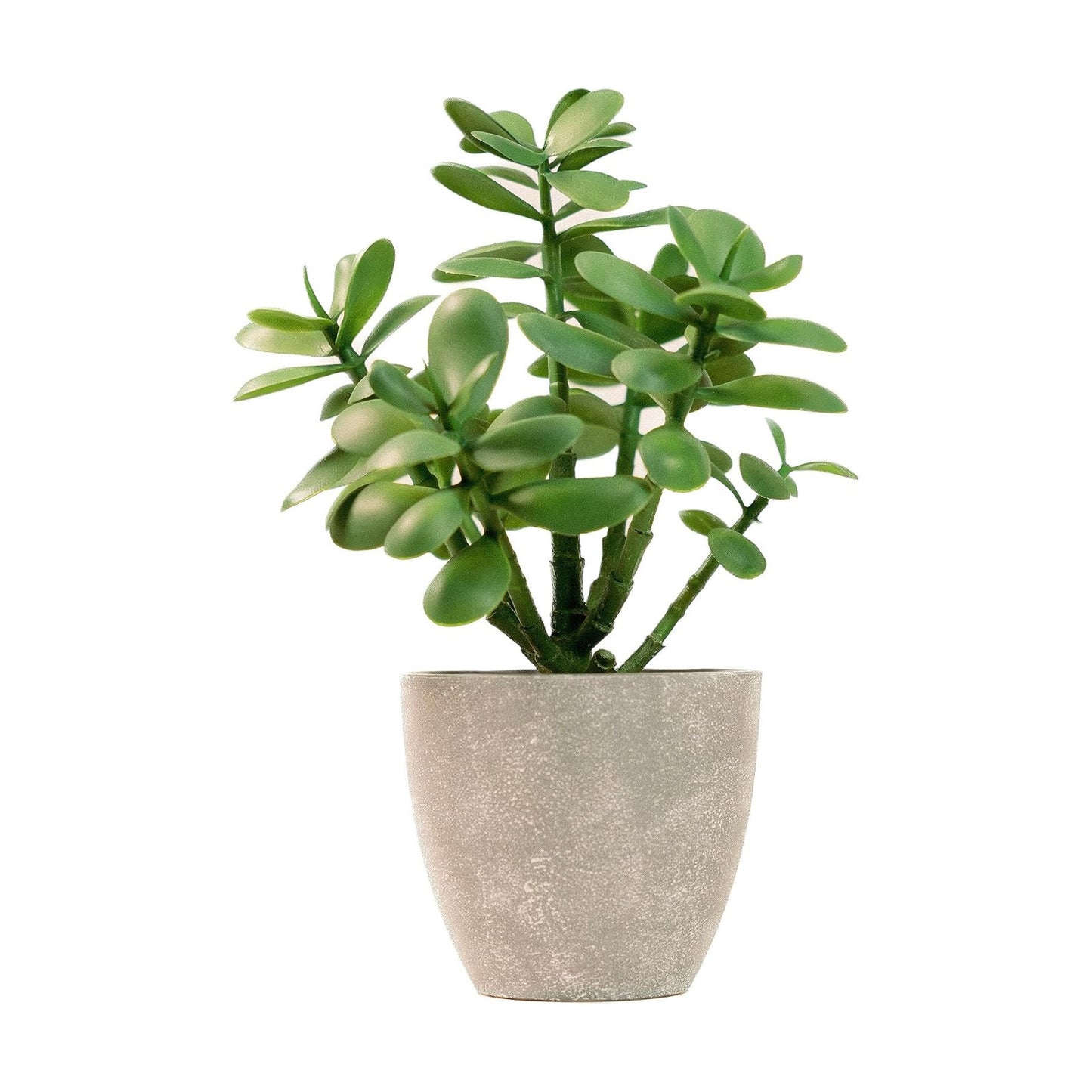 365 Blooming Decor 12" Artificial Jade Plant in Minimalist Gray Pot / Green