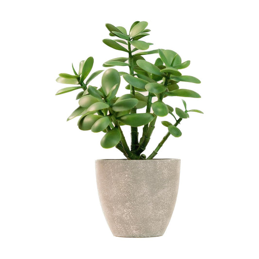 365 Blooming Decor 12" Artificial Jade Plant in Minimalist Gray Pot / Green