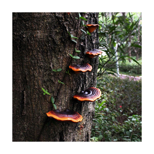 Garden Mushroom Statue Tree Hugger / Brown / Set of 5