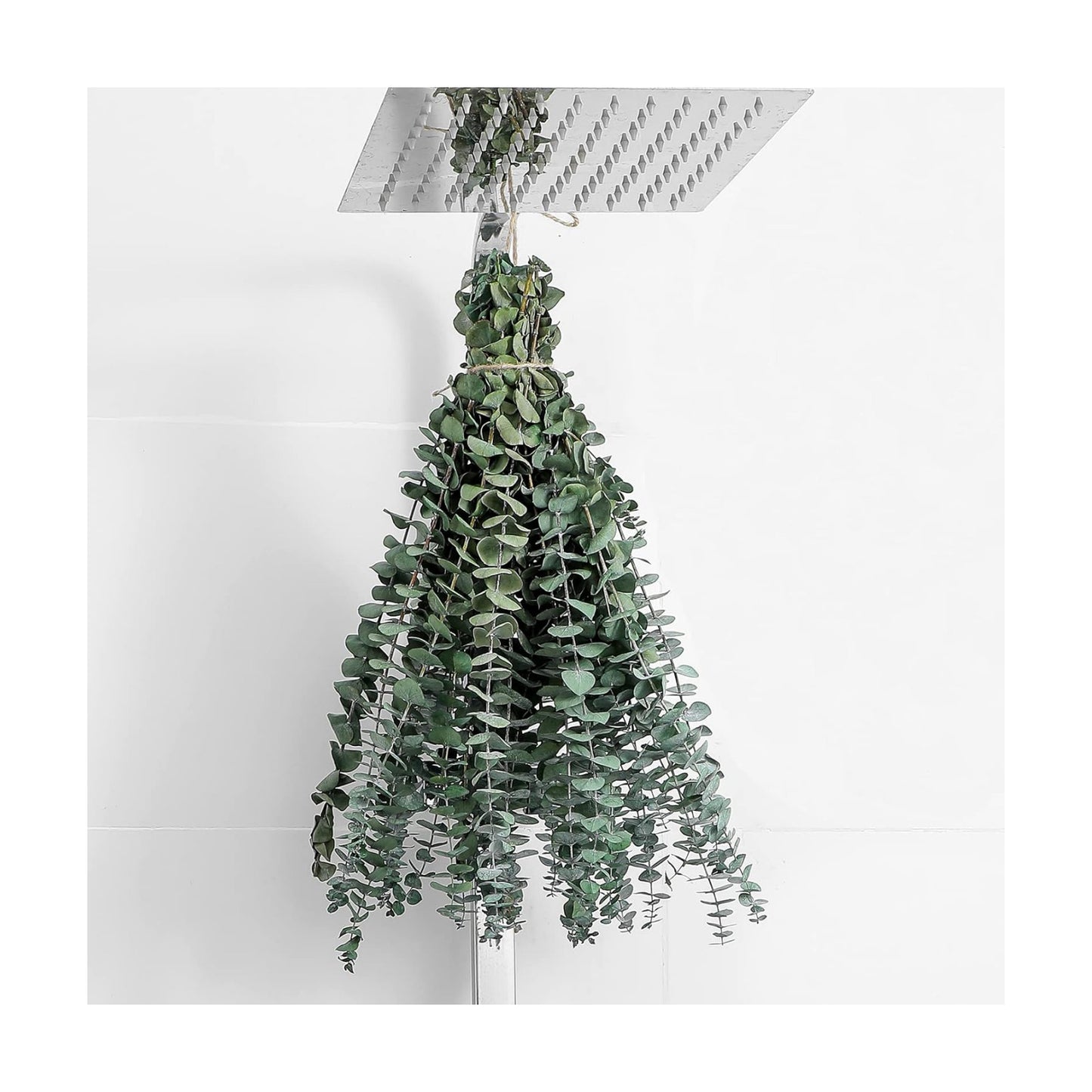 12 Pcs Eucalyptus for Shower Hanging 17" Real Eucalyptus Stems