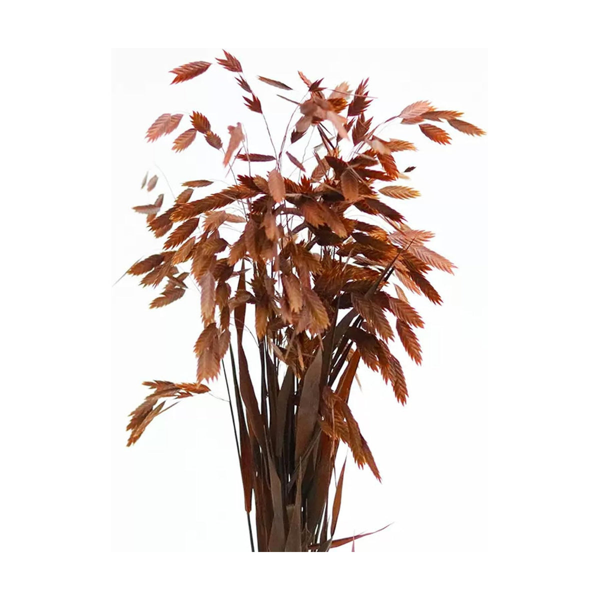 Dried Grass Bundle, 20 Stems 15-17 Inch Natural Chasmanthium Flower Bouquet for Vase, DIY Floral Arrangements, Weddings Party Home Baby Shower Elegant Decor (Brown)