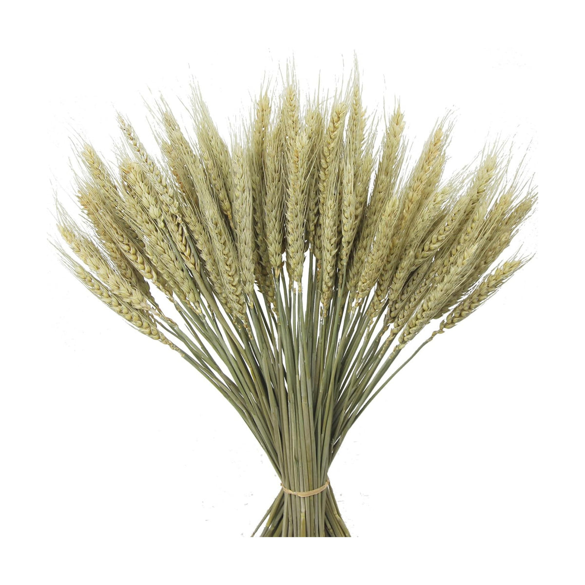 CISDUEO 100 Pcs Dried Wheat Stalks Bundle Grass Natural Green Dried Wheat Sheaves Stems Dried Flowers Arrangement Bouquet for Wedding Party Table Centerpiece Harvest Wreath Boho Decor Farmhouse DIY