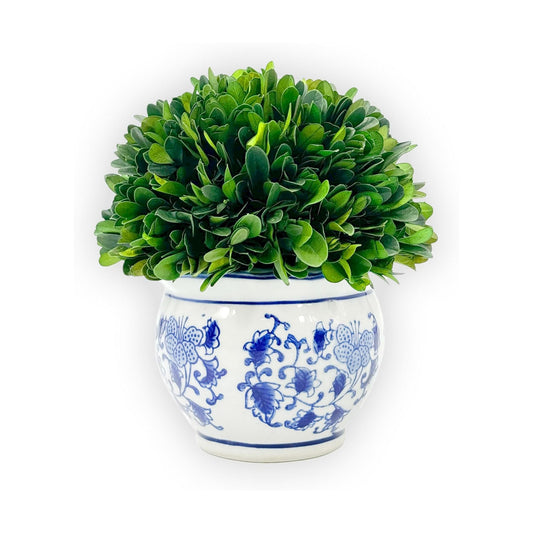7" Naturally Preserved Real Boxwood Ball in Hand-Painted & White Round / Small 7" Round Pot / Blue