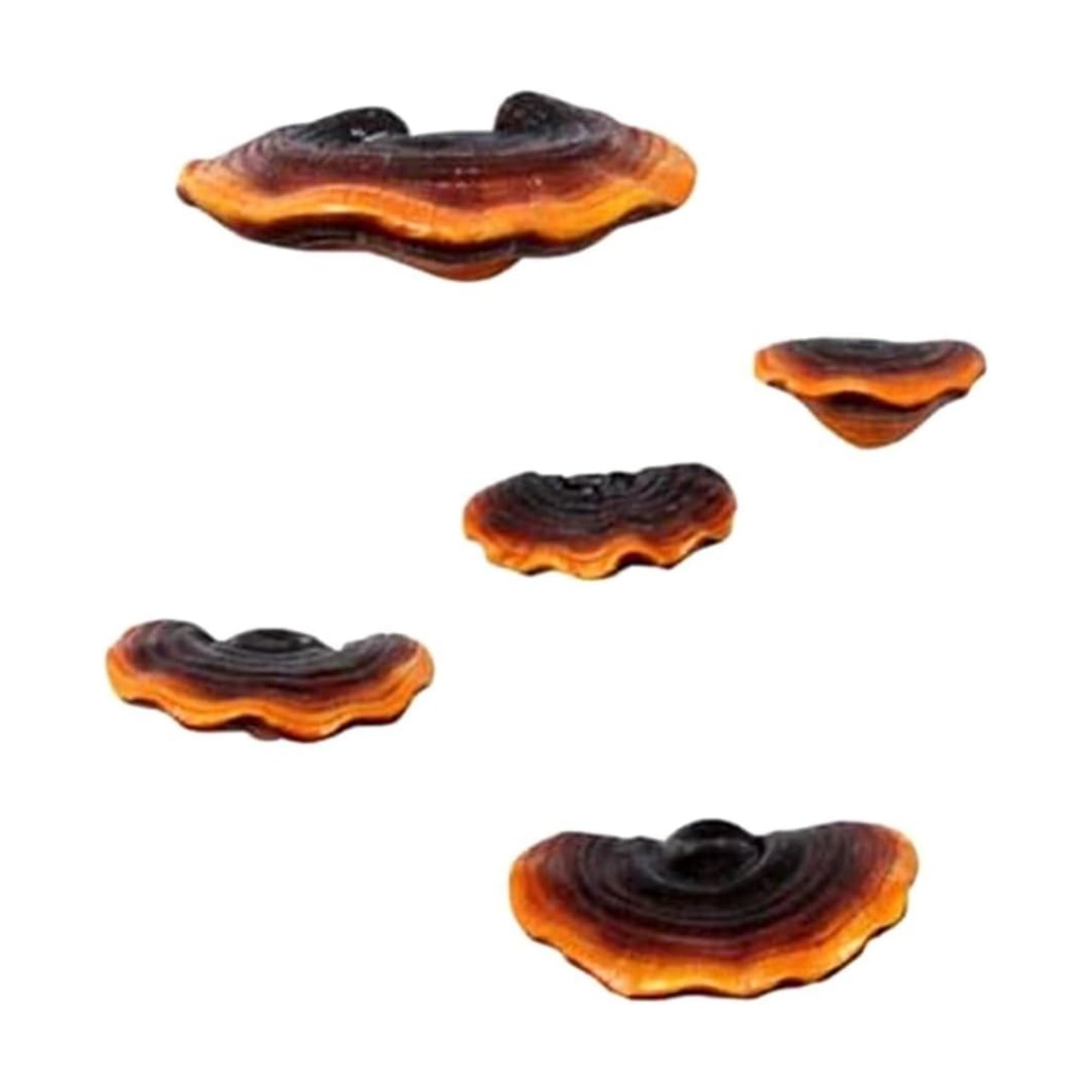 Mushroom Shelf Wall Decor Small Wall Shelf Corner Wall Decor Resin / Set of 5