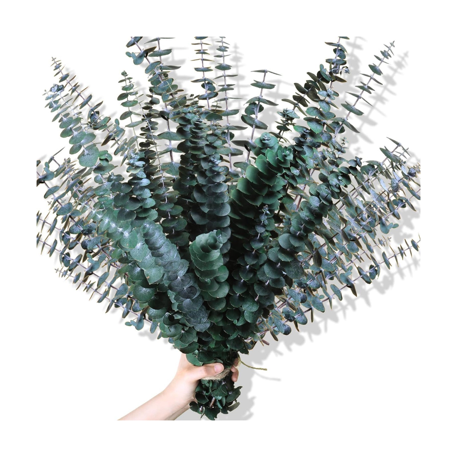 Fresh Branches for Vase / Natural / Set of 30