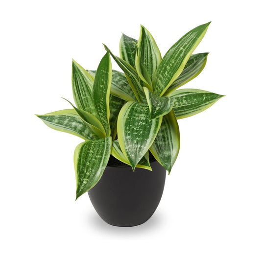Fake Snake Plant Small Potted Good Luck Plant Artificial Snake Plants Faux Mother in Law / 11 Inch