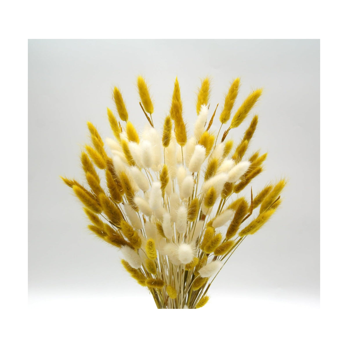 Dried Bunny Tails Flowers 120pcs Tail Dried Flowers Pampas Grass Natural Dried Floral Arrangement 17" for Christmas Halloween Boho Decor Home Wedding DIY Craft Decoration(White and Yellow)