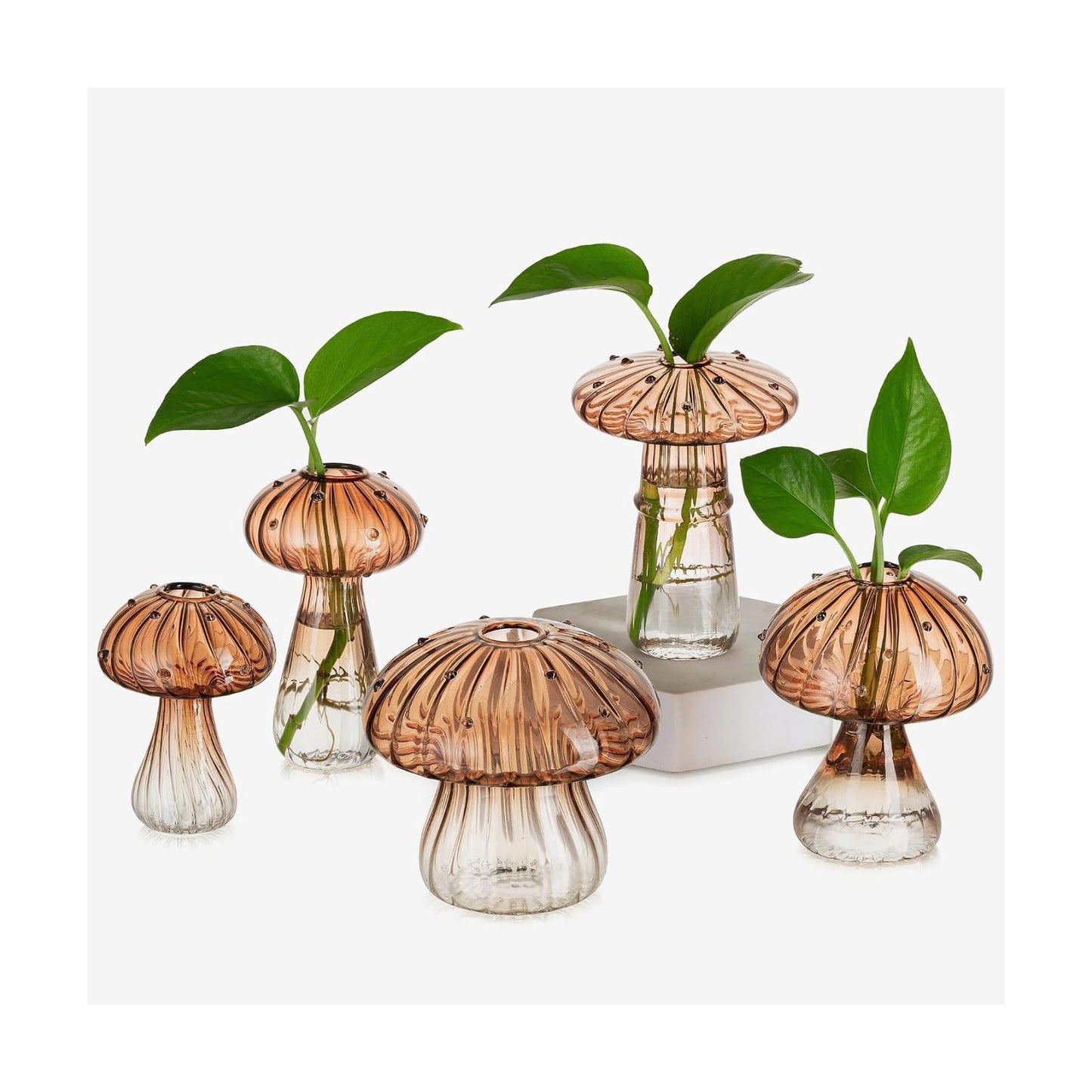 Glass Terrarium Jar Planters / Amber / Set of 5