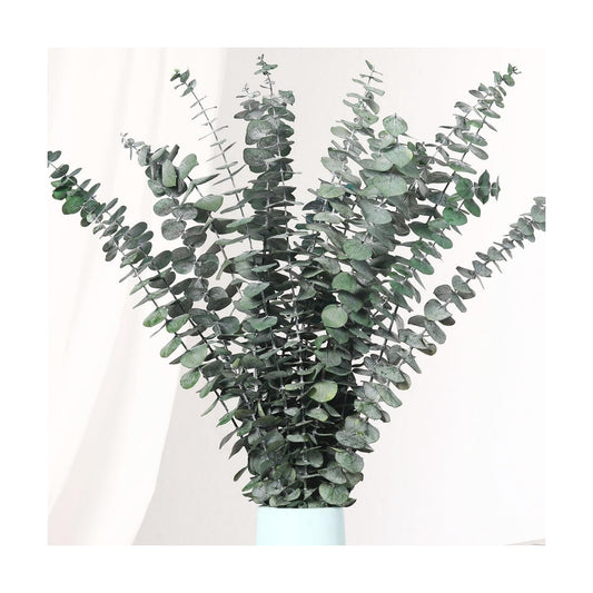 17'' Natural Real Live Greenery Eucalyptus Leaves Branches Hanging Shower / Green / Set of 20