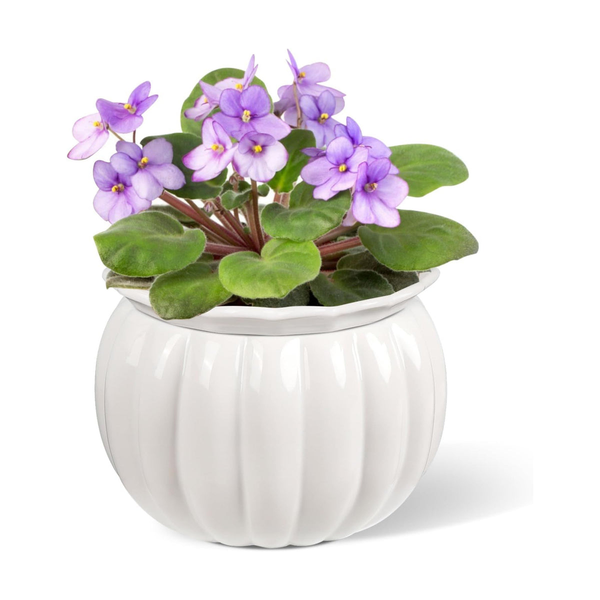 BUYMAX 6 Inch Self Watering Ceramic African Violet Pot Indoor Plant Pot