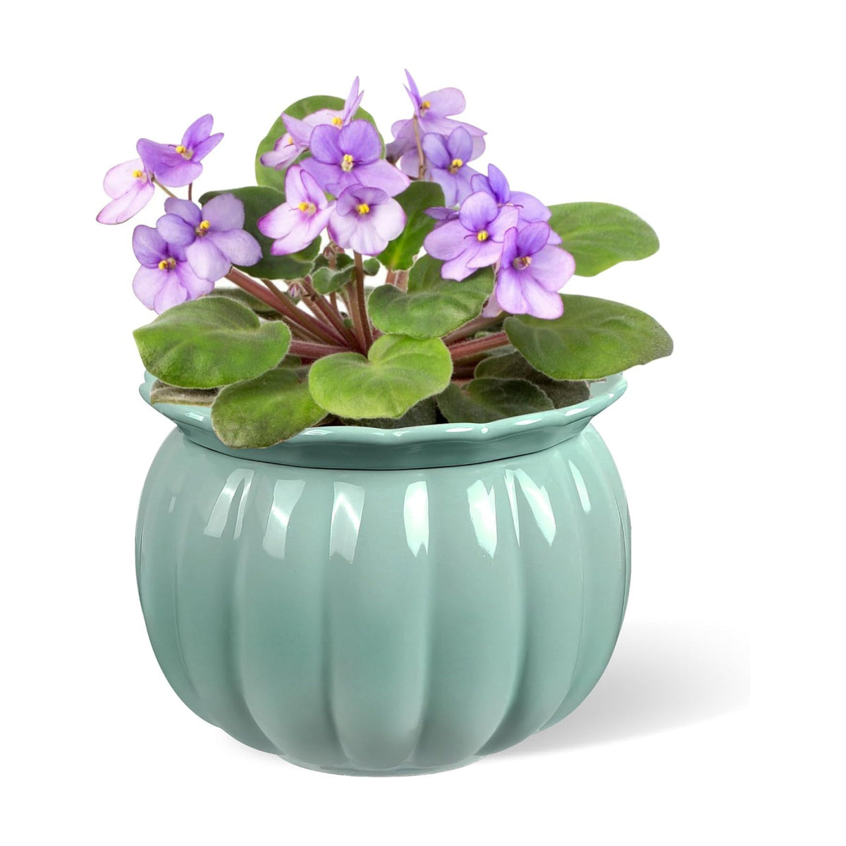 BUYMAX 6 Inch Self Watering Ceramic African Violet Pot Indoor Plant Pot