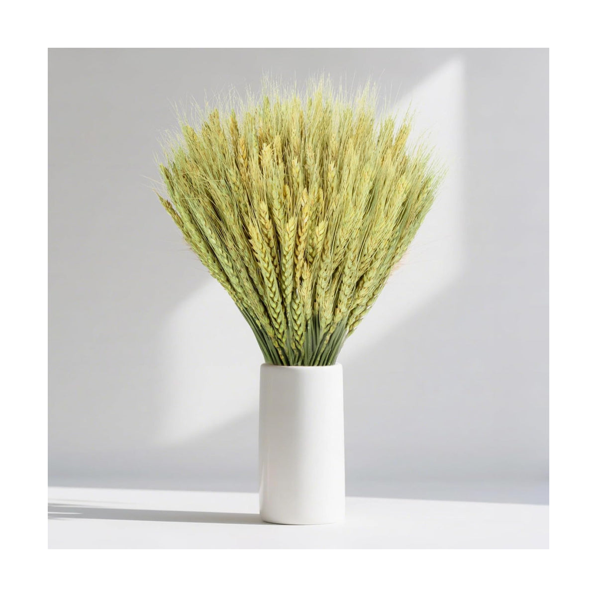 Sukh 50 Stems Dried Wheat Stalks for Vase - Cyan Wheat Straw Decor 13.3 in