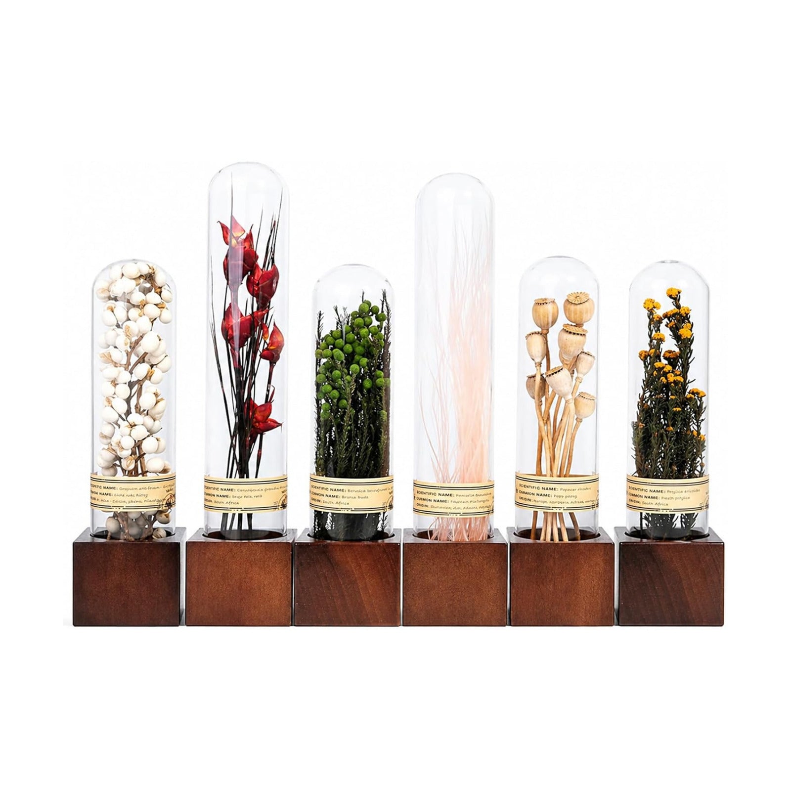 Dried Flower Decor / Earth Tones, 6-piece Set / Natural / Set of 6