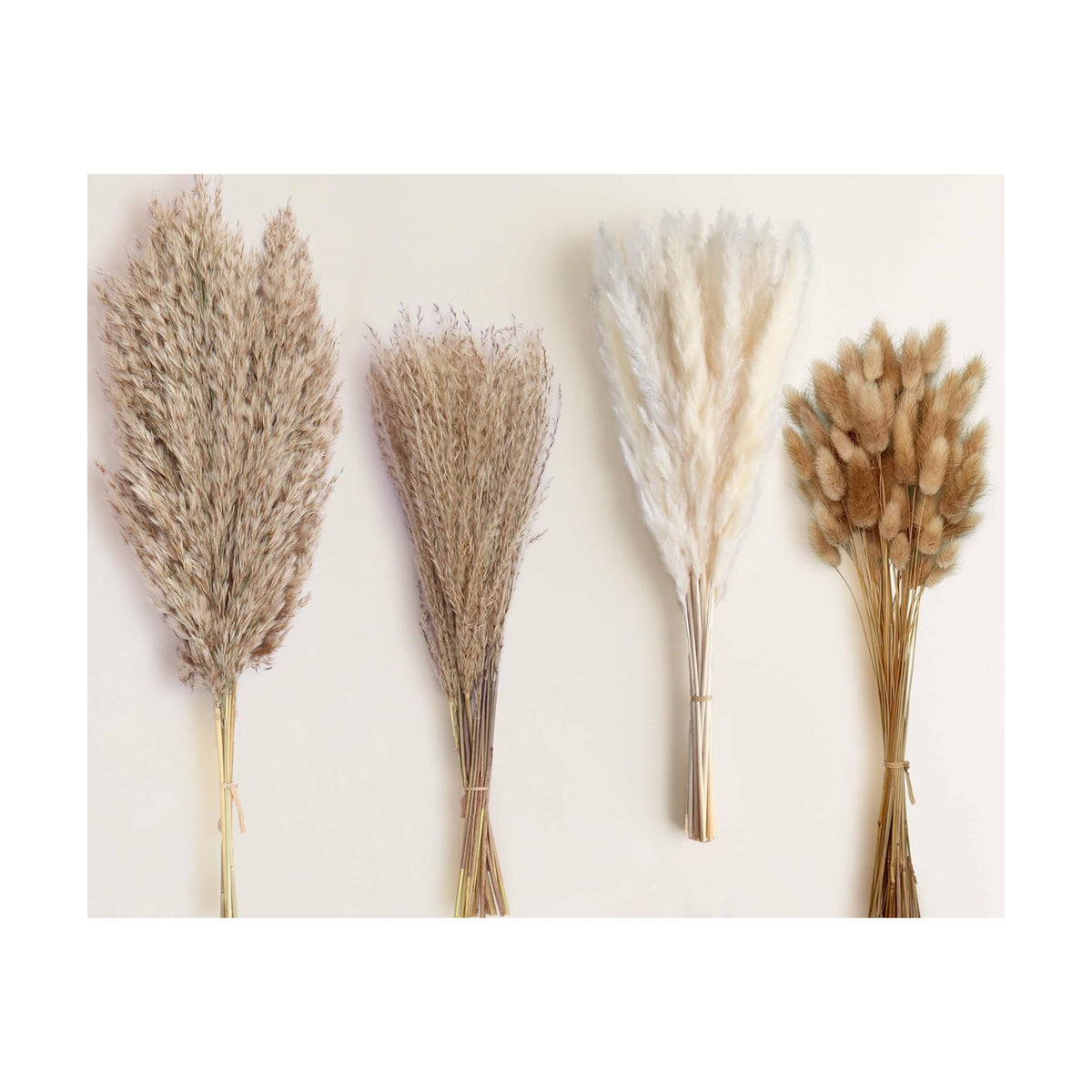 100 Stems Dried Pampas Grass, Boho Table Decor Natural Reed Phragmites Grass, Fluffy Large Pampas Grass, Bunny Tails Flowers Bouquet for Wedding Floral Arrangements Farmhouse Home, Wall Rustic Party