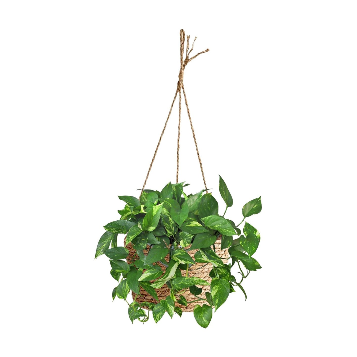 Seagrass Plant Basket / 8- Small-Caliber Woven Jute Hanging Planter