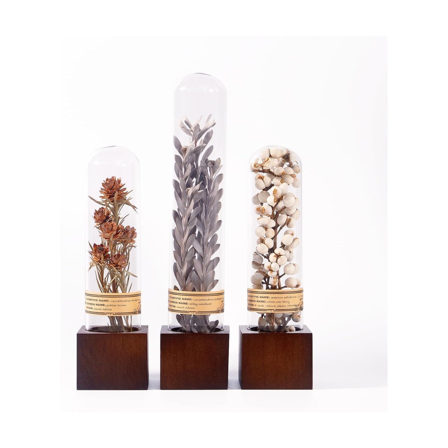 Dried Flower Decor / Minimalist Neutral Trio,3-piece Set / Natural / Set of 3