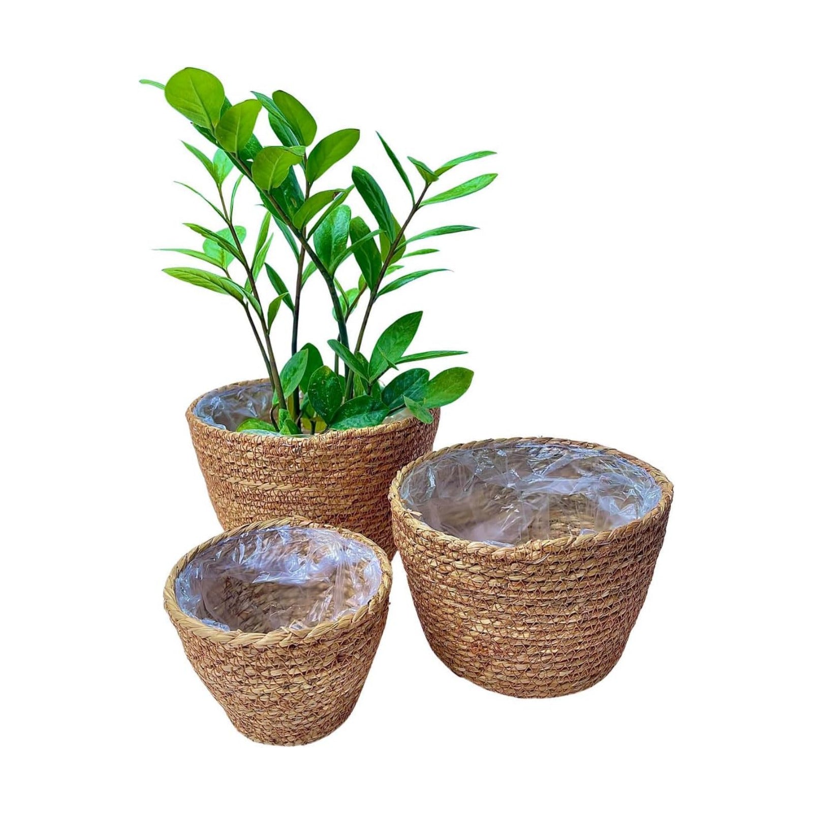 Woven Seagrass Plant Basket Without Handles / Without Handers / Natural / Set of 3