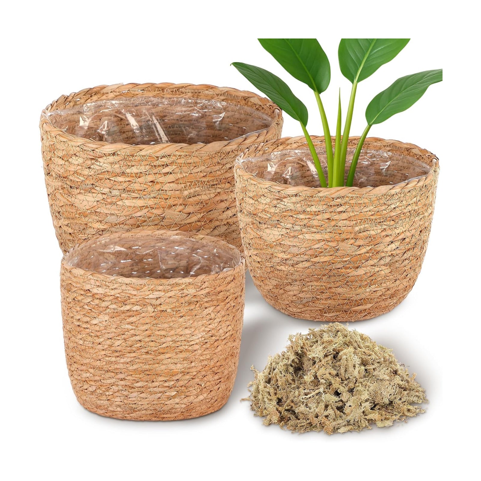 Seagrass Plant Basket Indoor / Set of 3