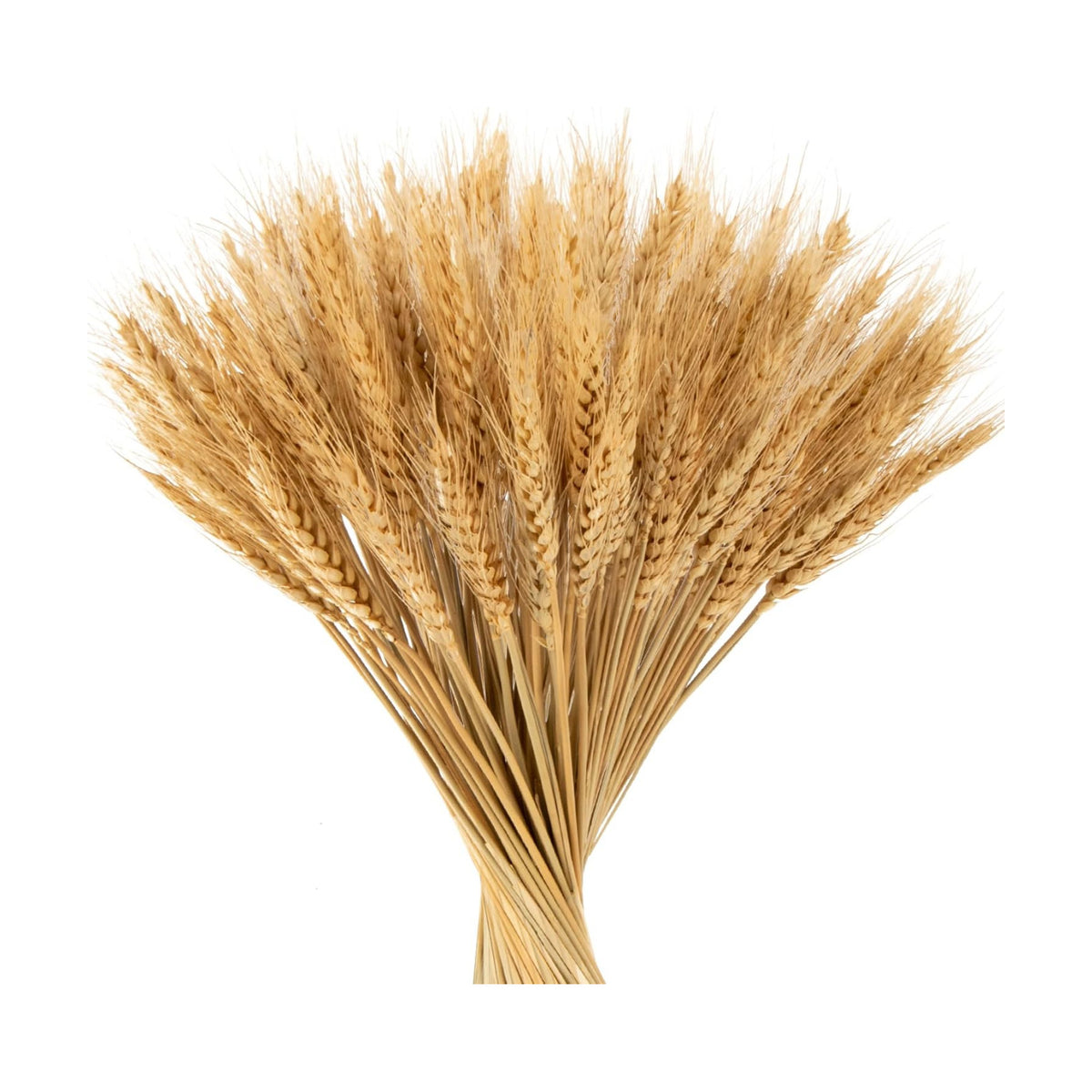MAQIHAN 100 Stems Dried Wheat Stalks - Natural Wheat Straw Decor for Vases