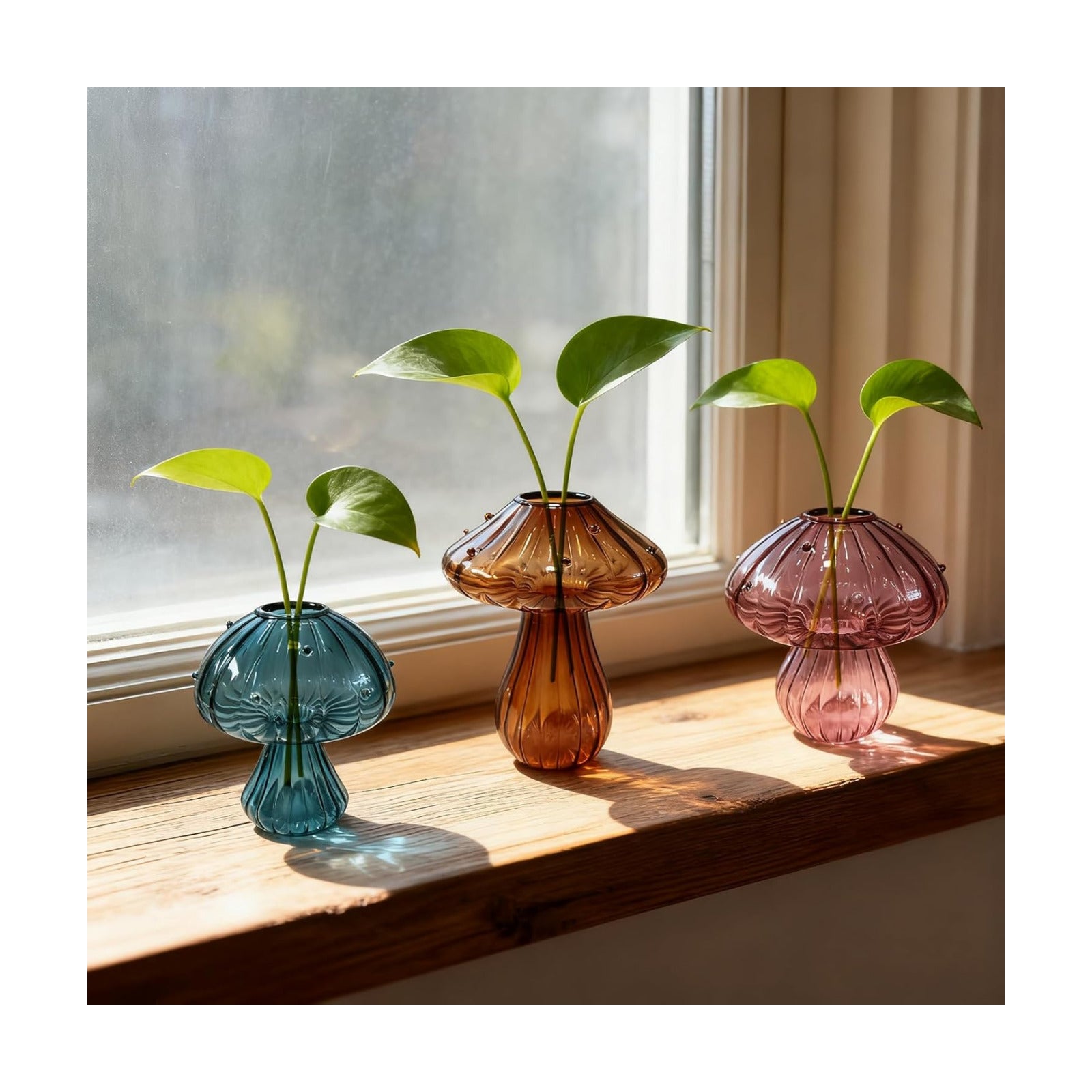 Glass Mushroom Propagation Planter / Set of 3