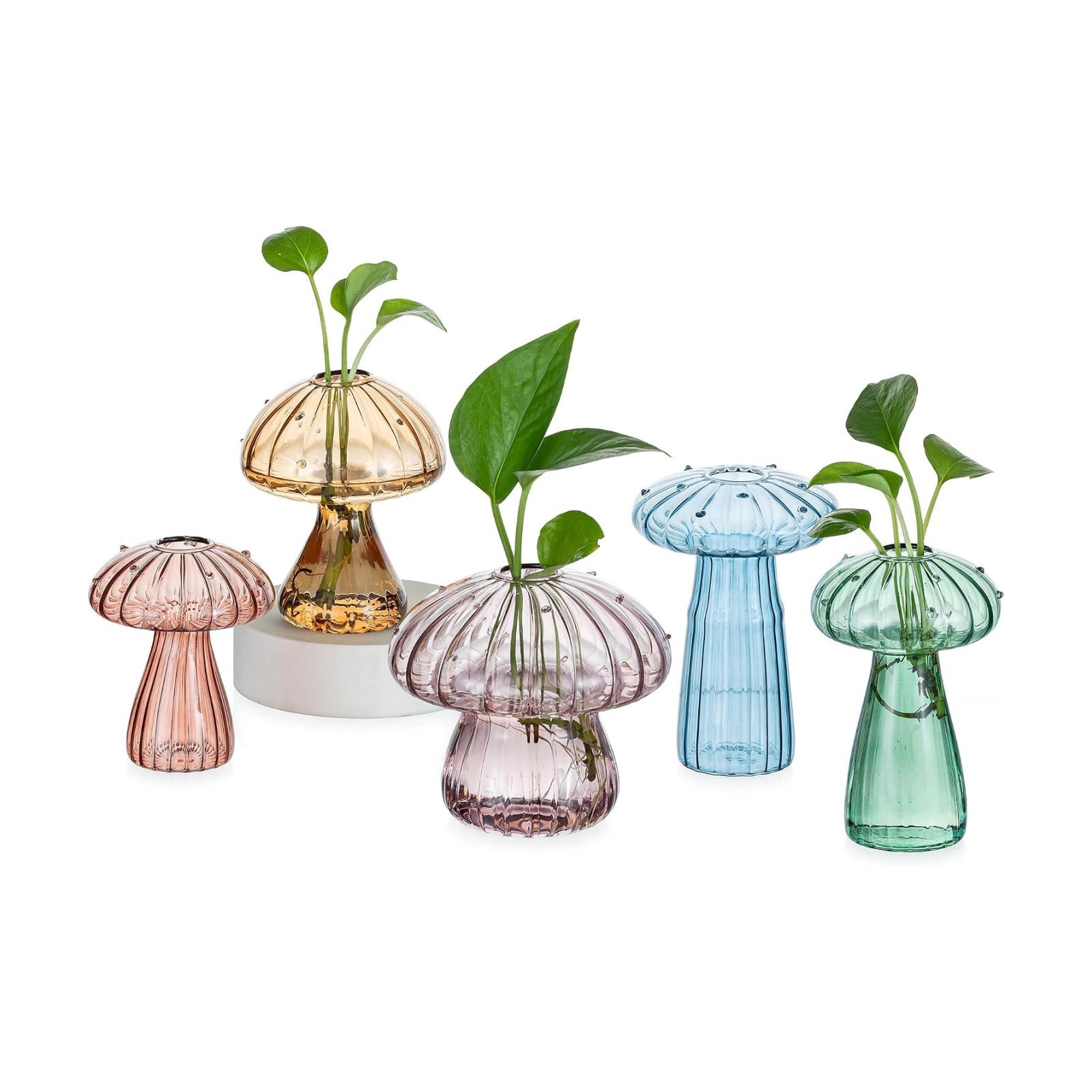Unique Propagation Jars Glass Planter / Multi-color / Set of 5