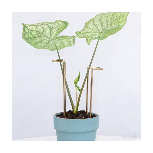8.7 Inch Indoor Plant Trellis 10 Pack Small Gold Plant Supports | Plant Support Stakes for Indoor & Outdoor Plants