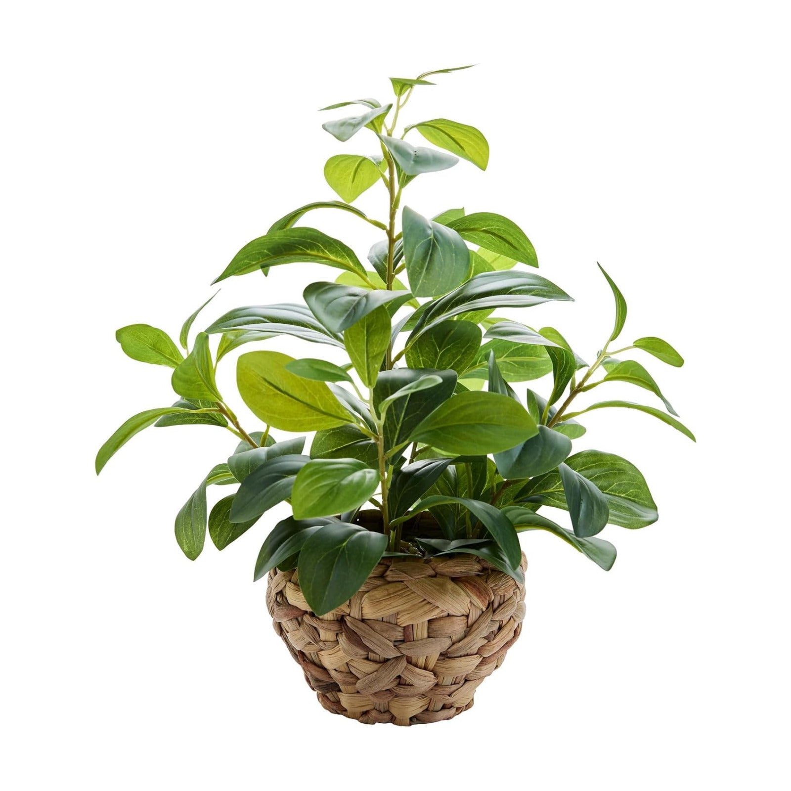 15" Artificial Broad Leaf Potted Plant in Handwoven Seagrass Basket Planter Small Tabletop / Ficus-1