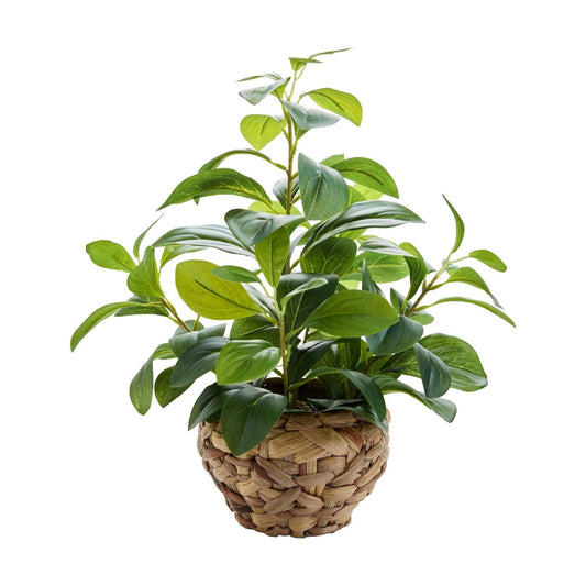 15" Artificial Broad Leaf Potted Plant in Handwoven Seagrass Basket Planter Small Tabletop / Ficus-1