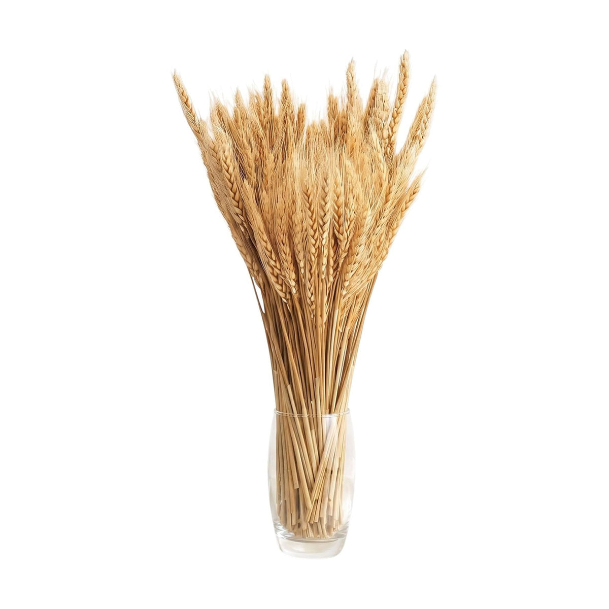 100 Stems Dried Wheat Stalks, Natural Dried Wheat Sheaves, Dry Grass Bouquet for Boho Farmhouse Home Wedding Table Kitchen Decor