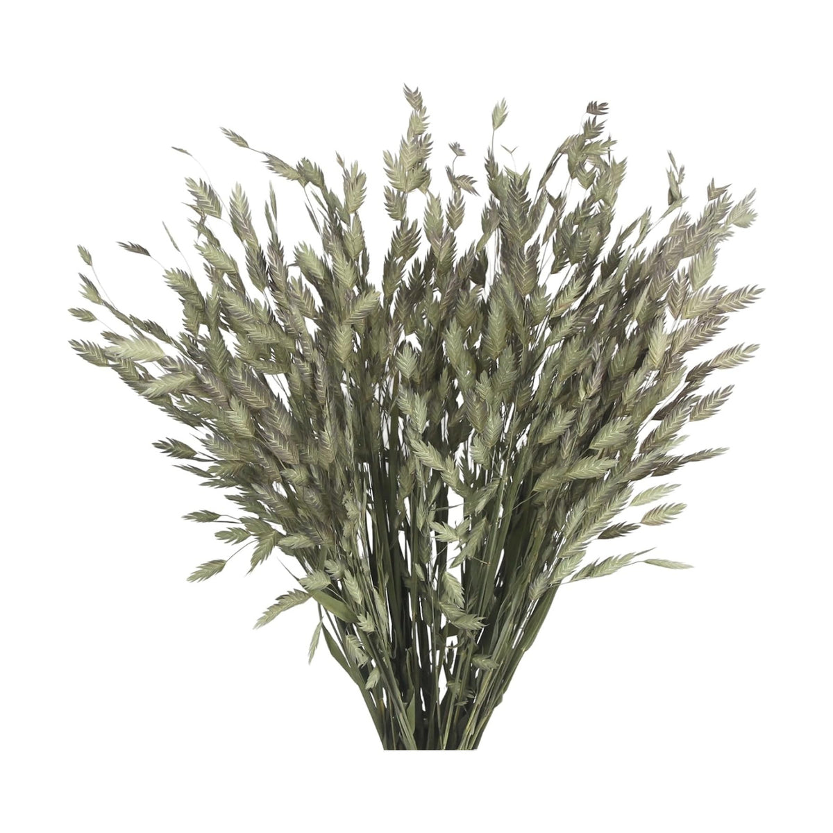 60 Pcs Dried Plants Wild Northern Sea Oats Grass Bundle 17" Preserved Natural Chasmanthium Olive Green Dried Flower Bouquet for Vase DIY Floral Arrangements Weddings Party Home Table Decor
